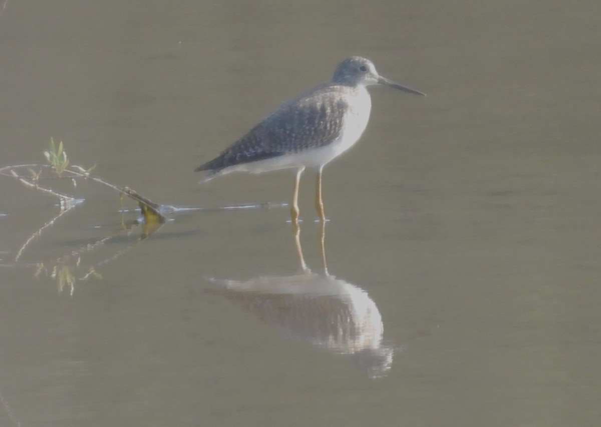 Greater Yellowlegs - ML609601432