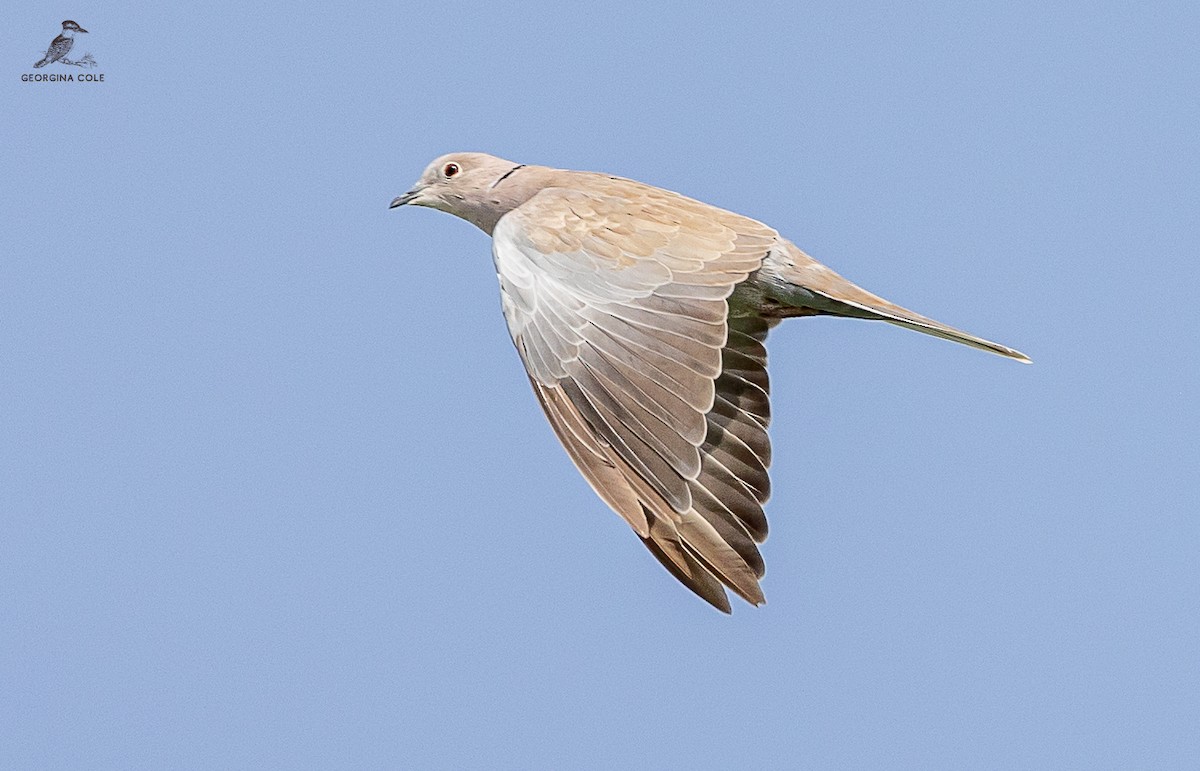 Eurasian Collared-Dove - Georgina Cole