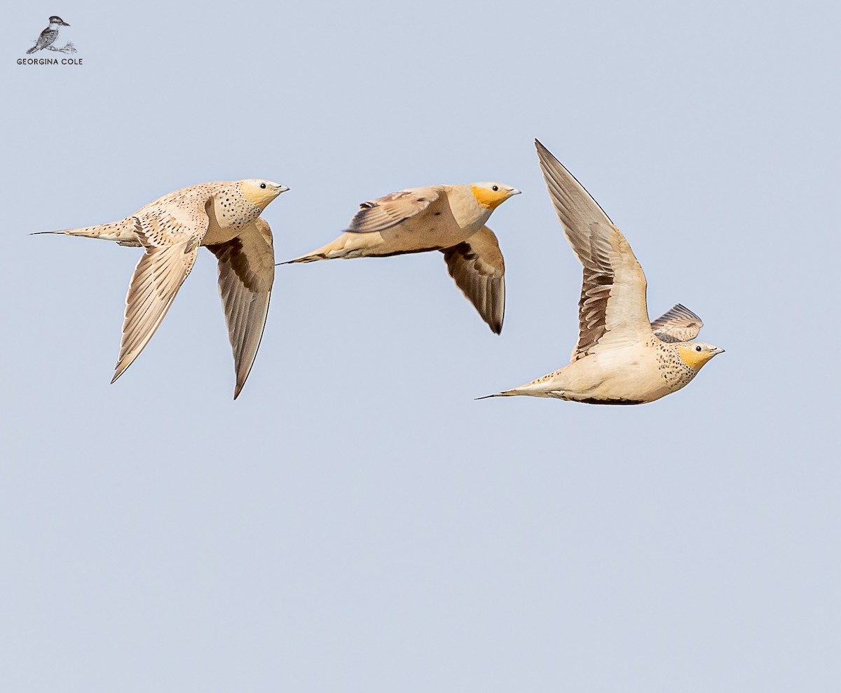 Spotted Sandgrouse - ML609601444