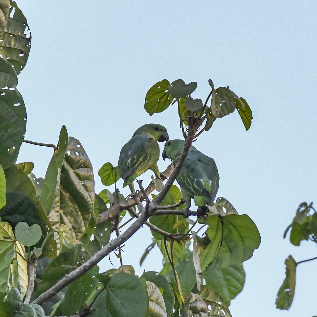 Short-tailed Parrot - ML609601493