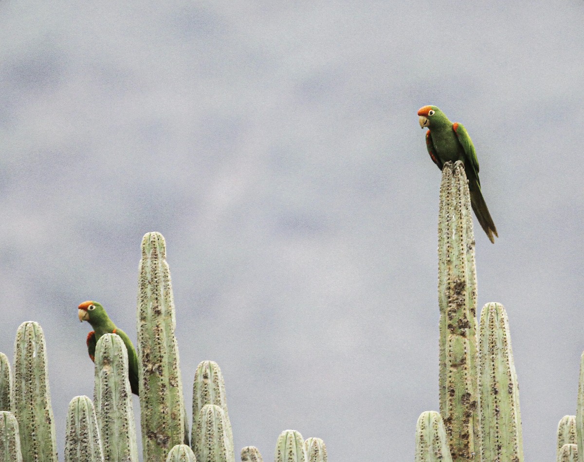 Cordilleran Parakeet - ML609601501