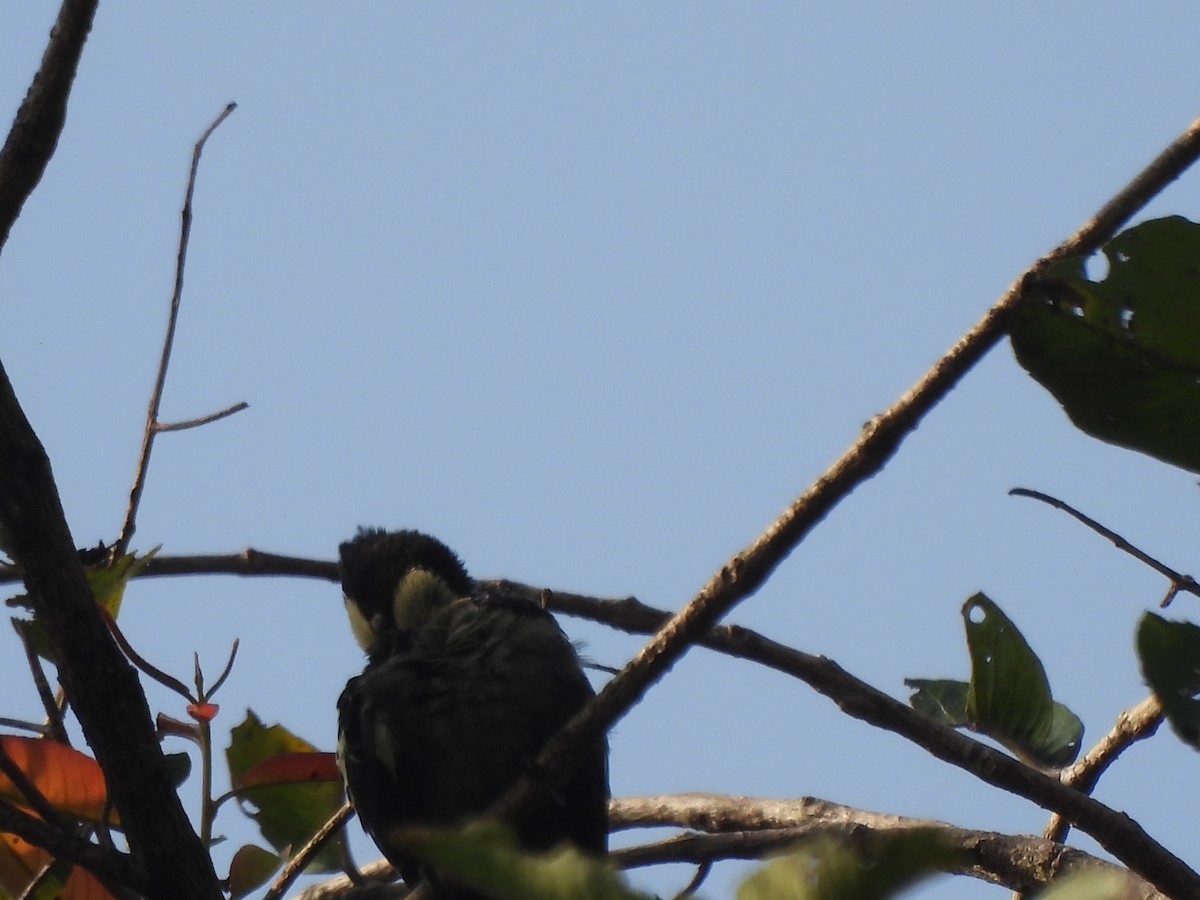 Heart-spotted Woodpecker - ML609601563