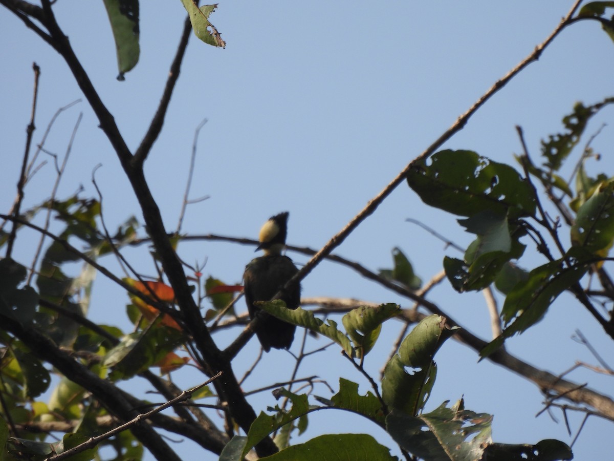 Heart-spotted Woodpecker - ML609601564