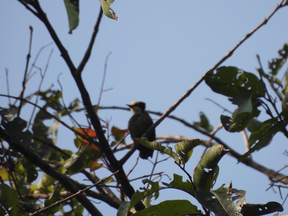 Heart-spotted Woodpecker - ML609601565