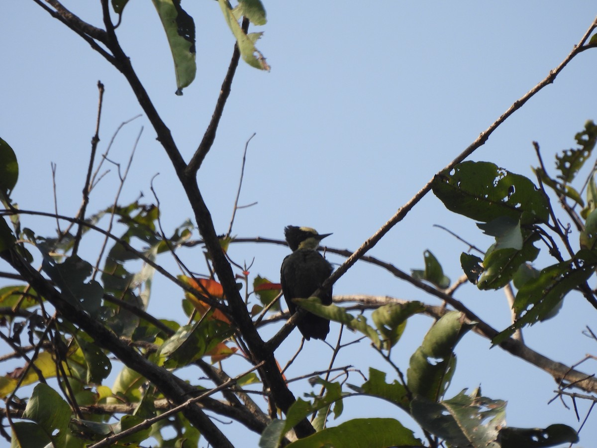 Heart-spotted Woodpecker - ML609601566