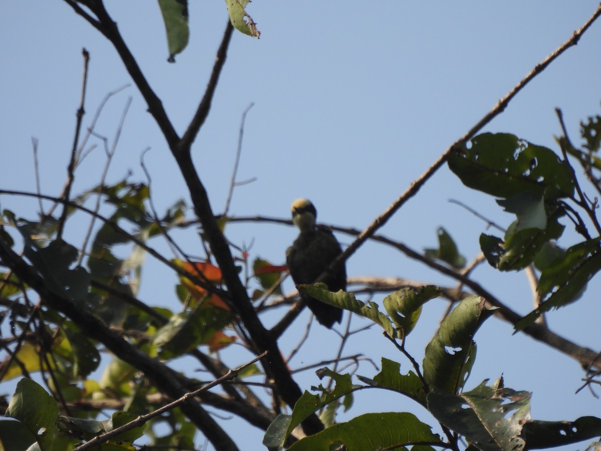 Heart-spotted Woodpecker - ML609601567