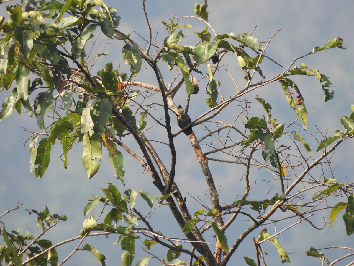 Heart-spotted Woodpecker - ML609601569