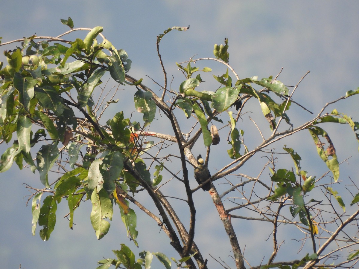 Heart-spotted Woodpecker - ML609601570