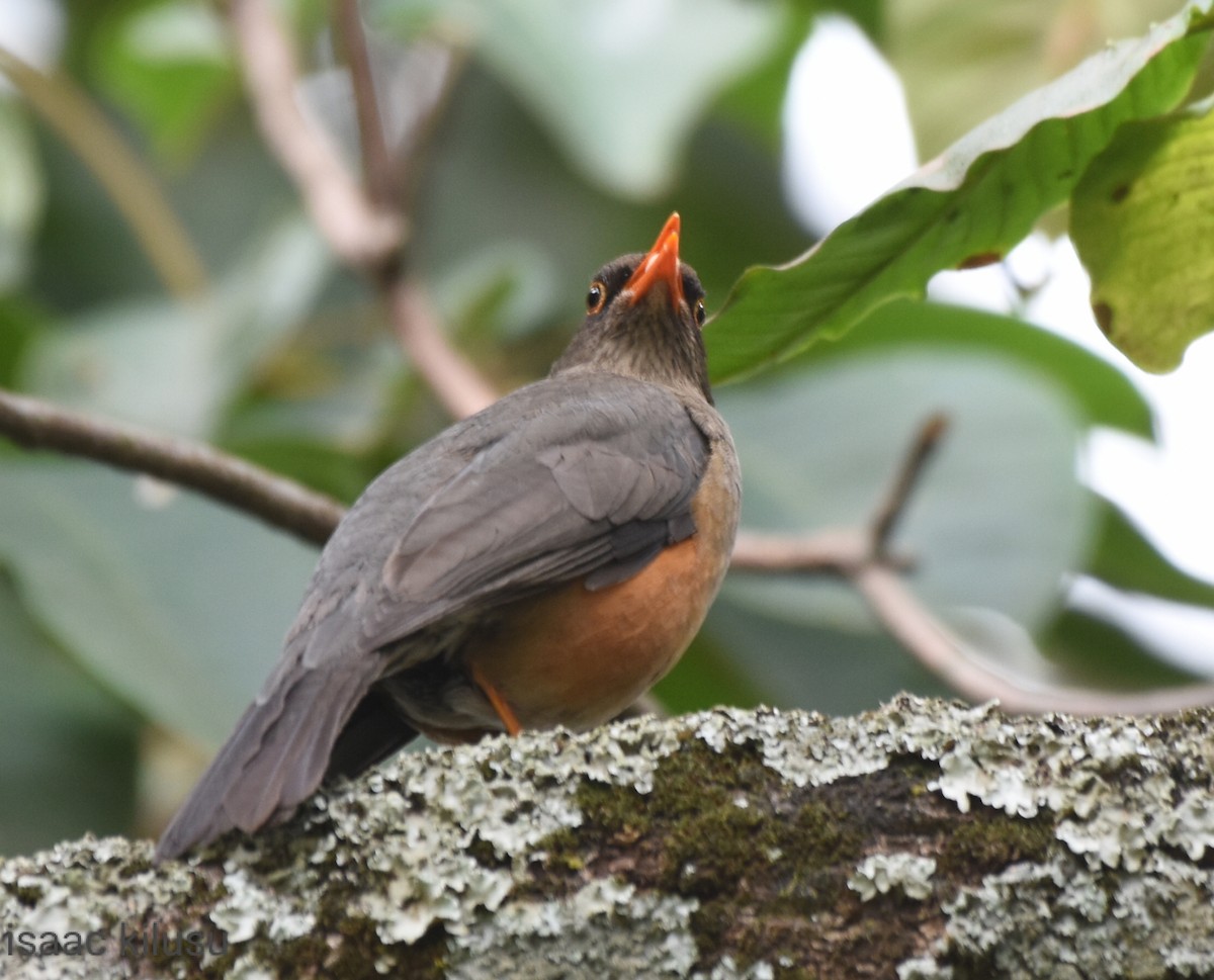 Abyssinian Thrush - ML609601573