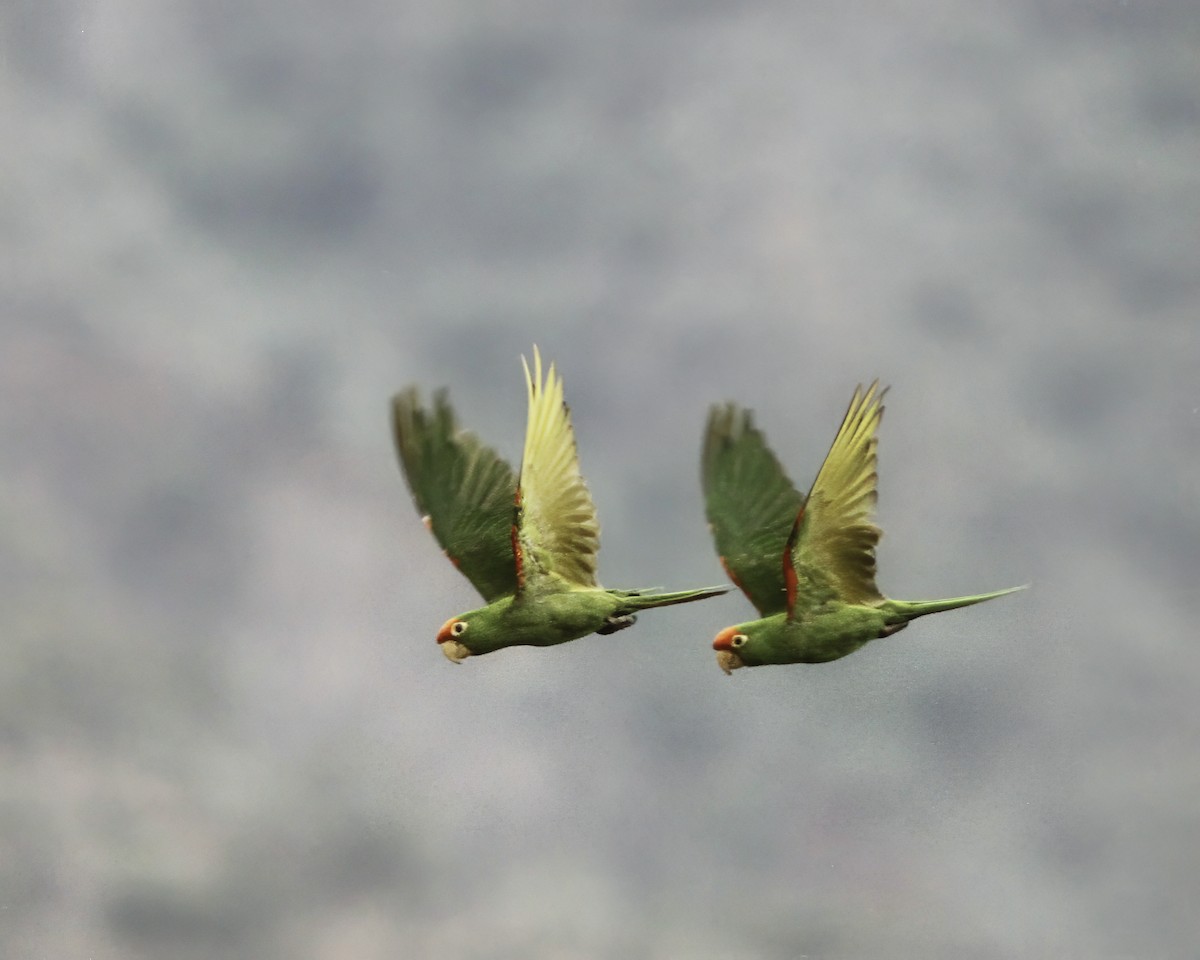 Cordilleran Parakeet - ML609601576