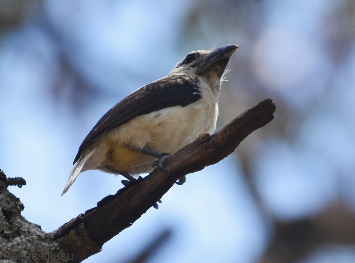 Weißkopf-Bartvogel (senex) - ML609601620