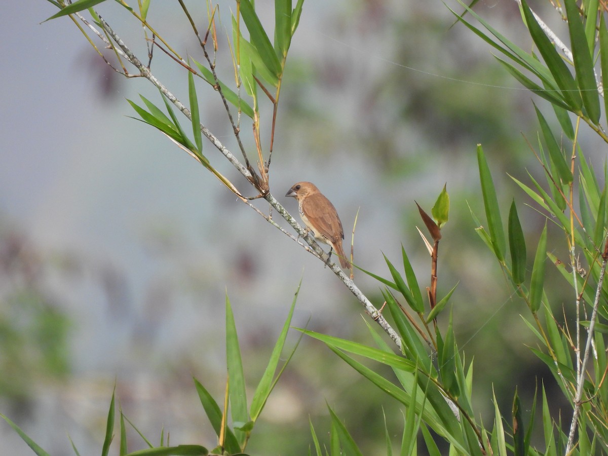 Scaly-breasted Munia - ML609601640