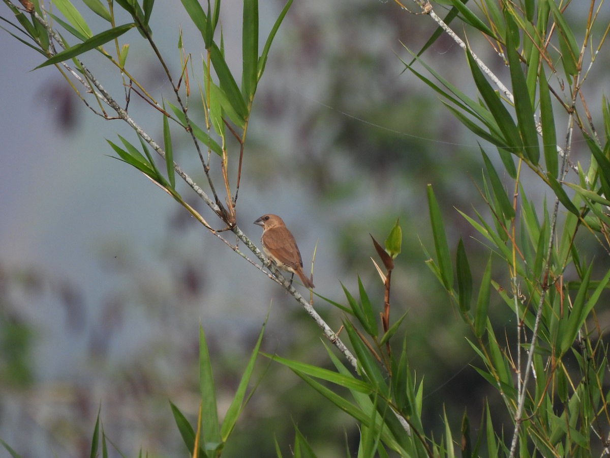 Scaly-breasted Munia - ML609601641