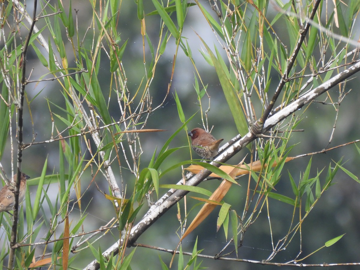 Scaly-breasted Munia - ML609601645