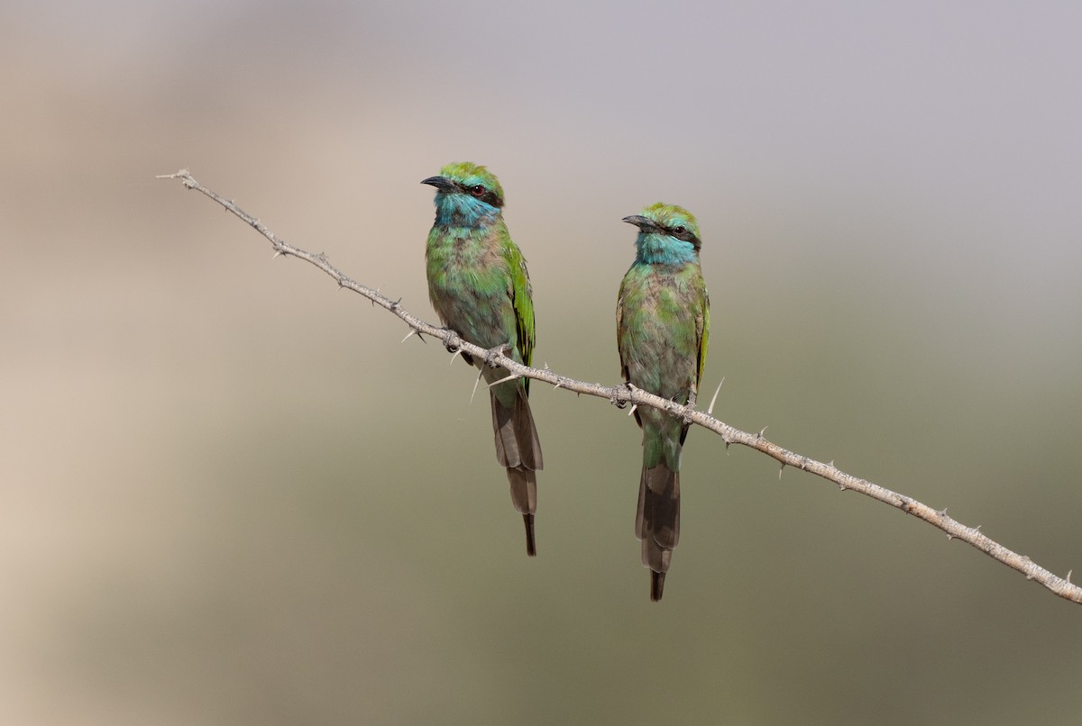 Arabian Green Bee-eater - ML609601866