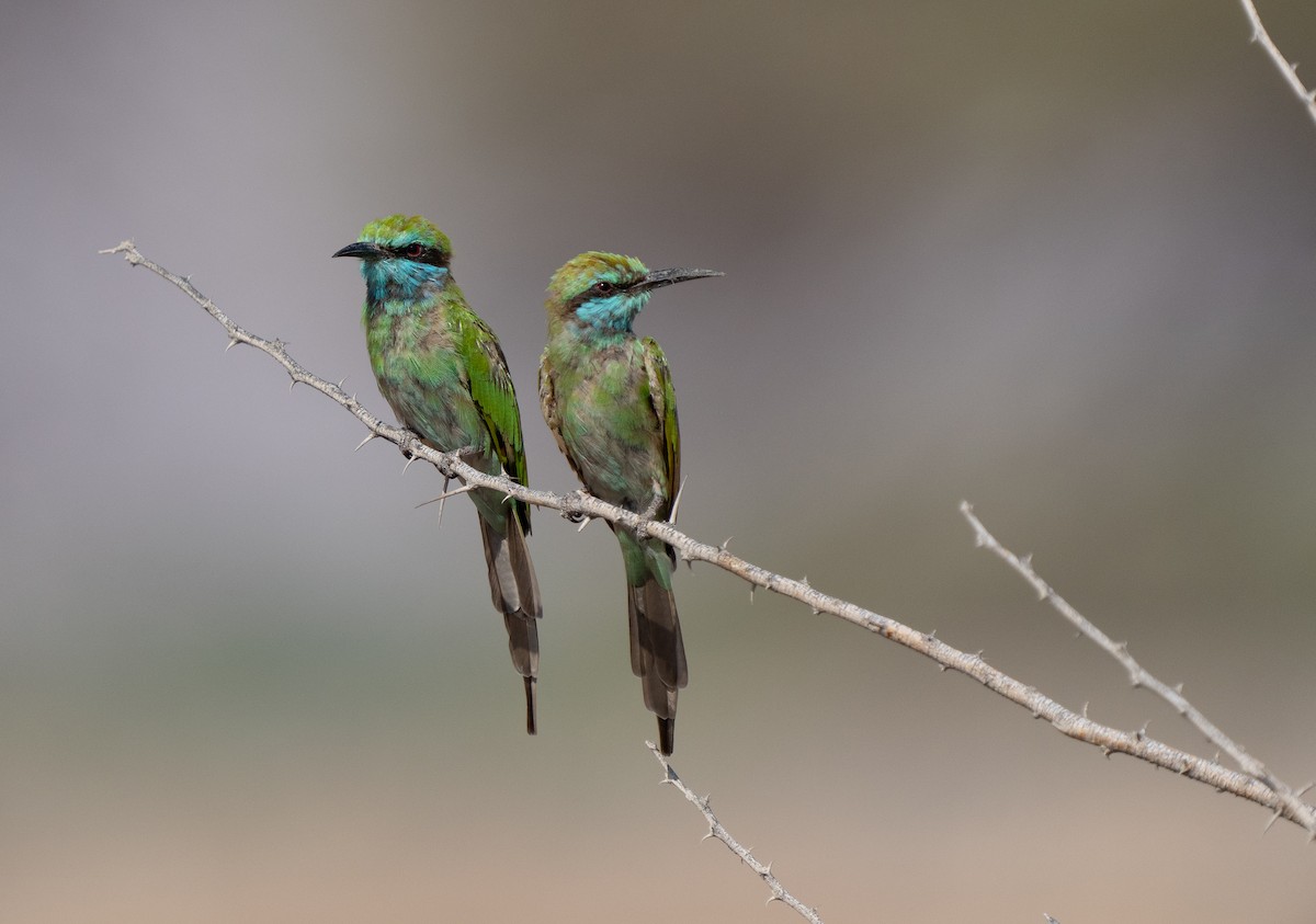 Arabian Green Bee-eater - ML609601867