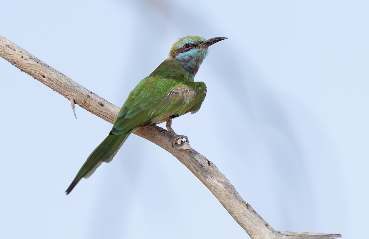 Arabian Green Bee-eater - ML609601877