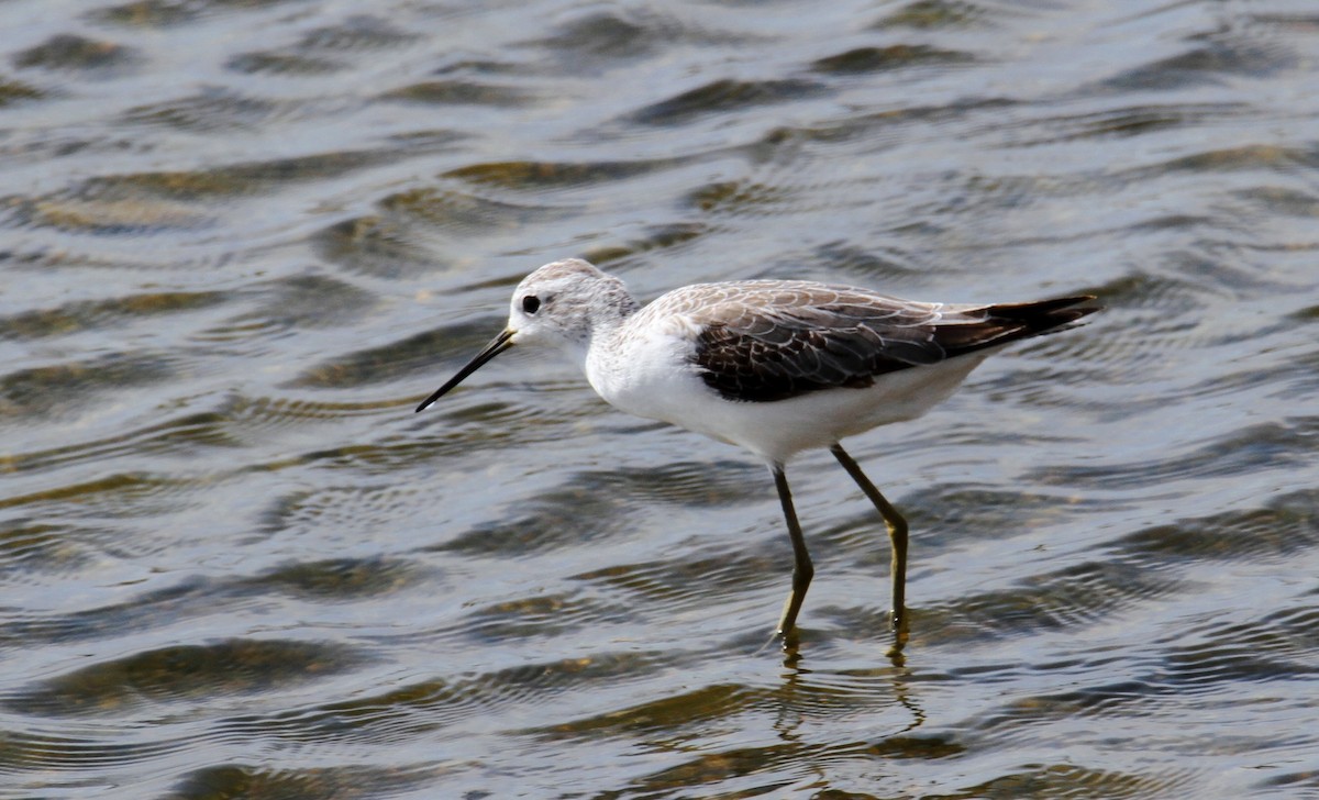 Marsh Sandpiper - ML609601904