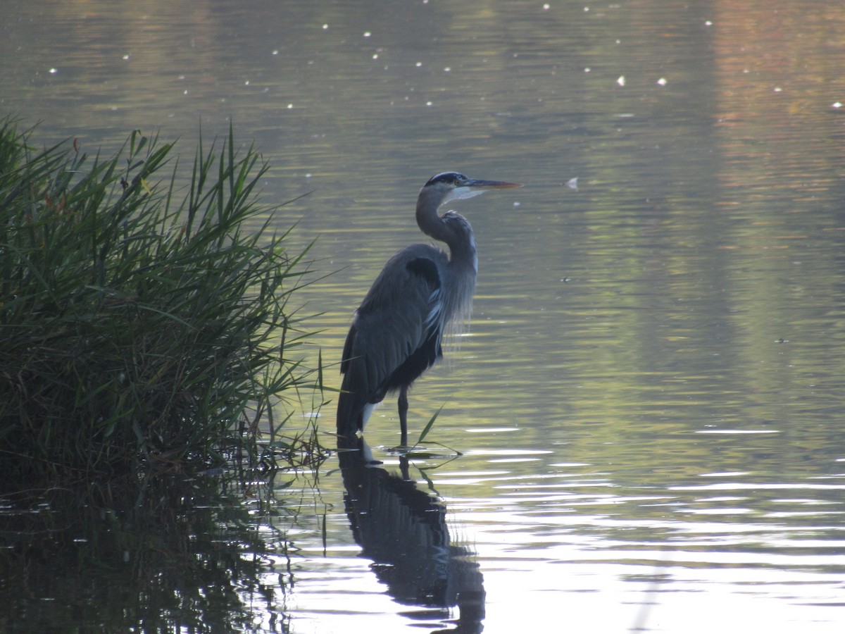 Great Blue Heron - ML609601958