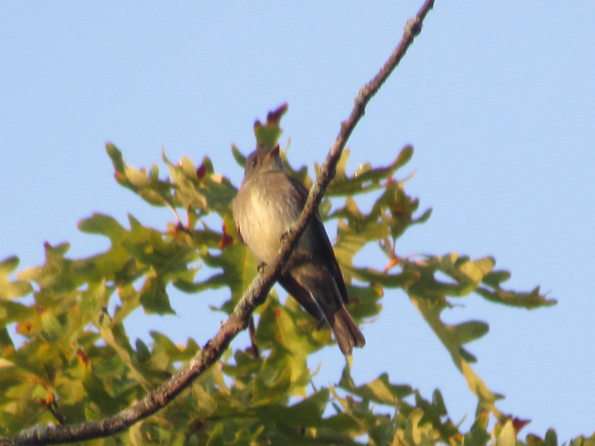 Eastern Wood-Pewee - ML609601961