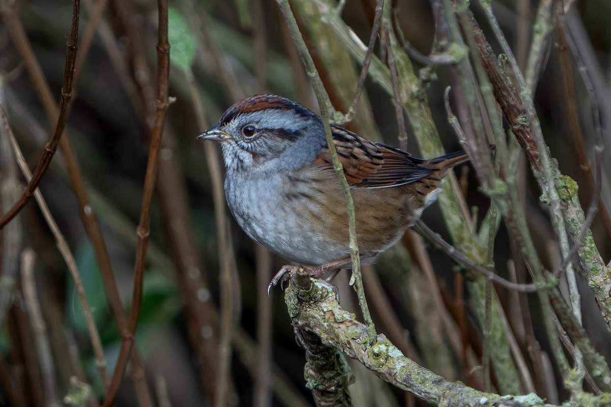 Swamp Sparrow - ML609601966