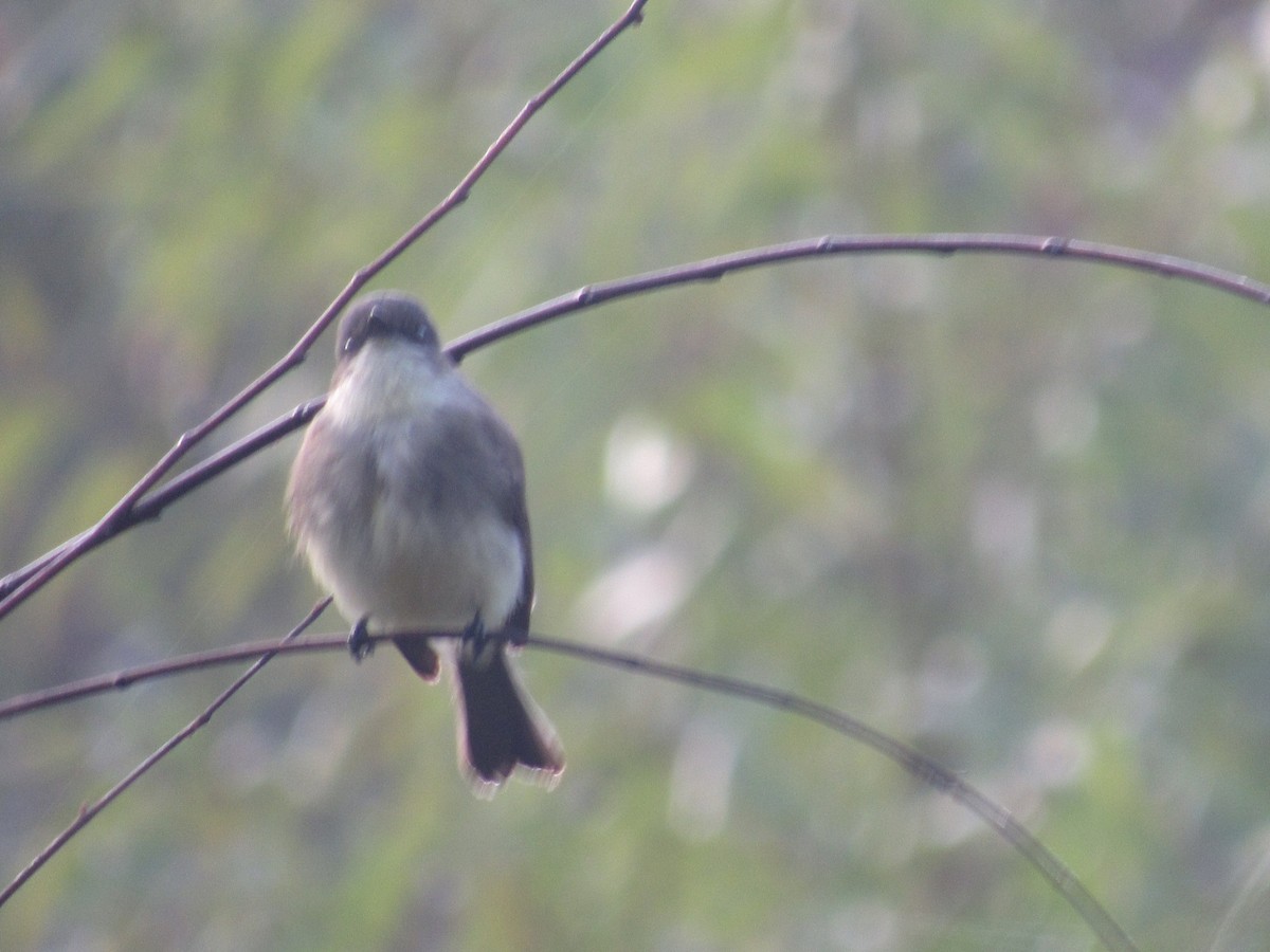Eastern Phoebe - ML609601971