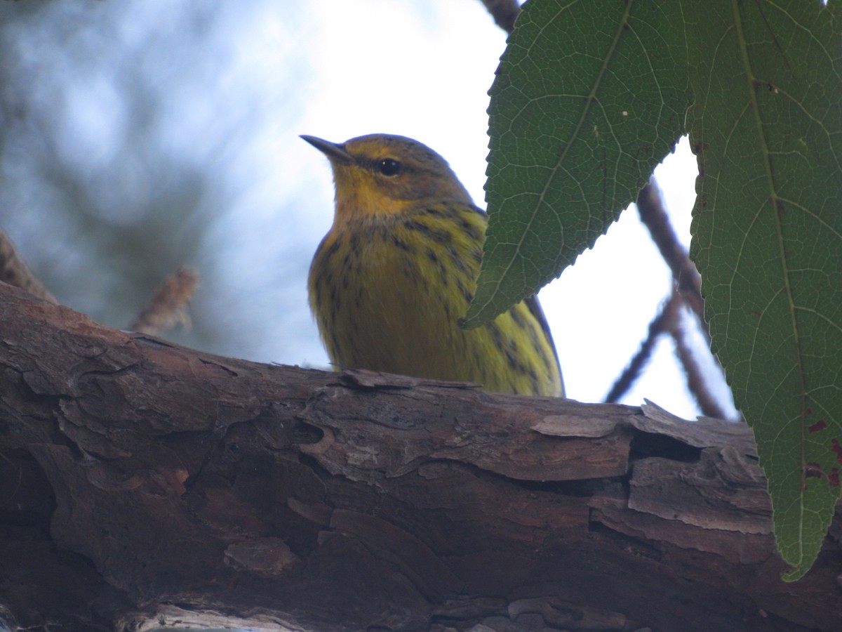 Cape May Warbler - ML609601973