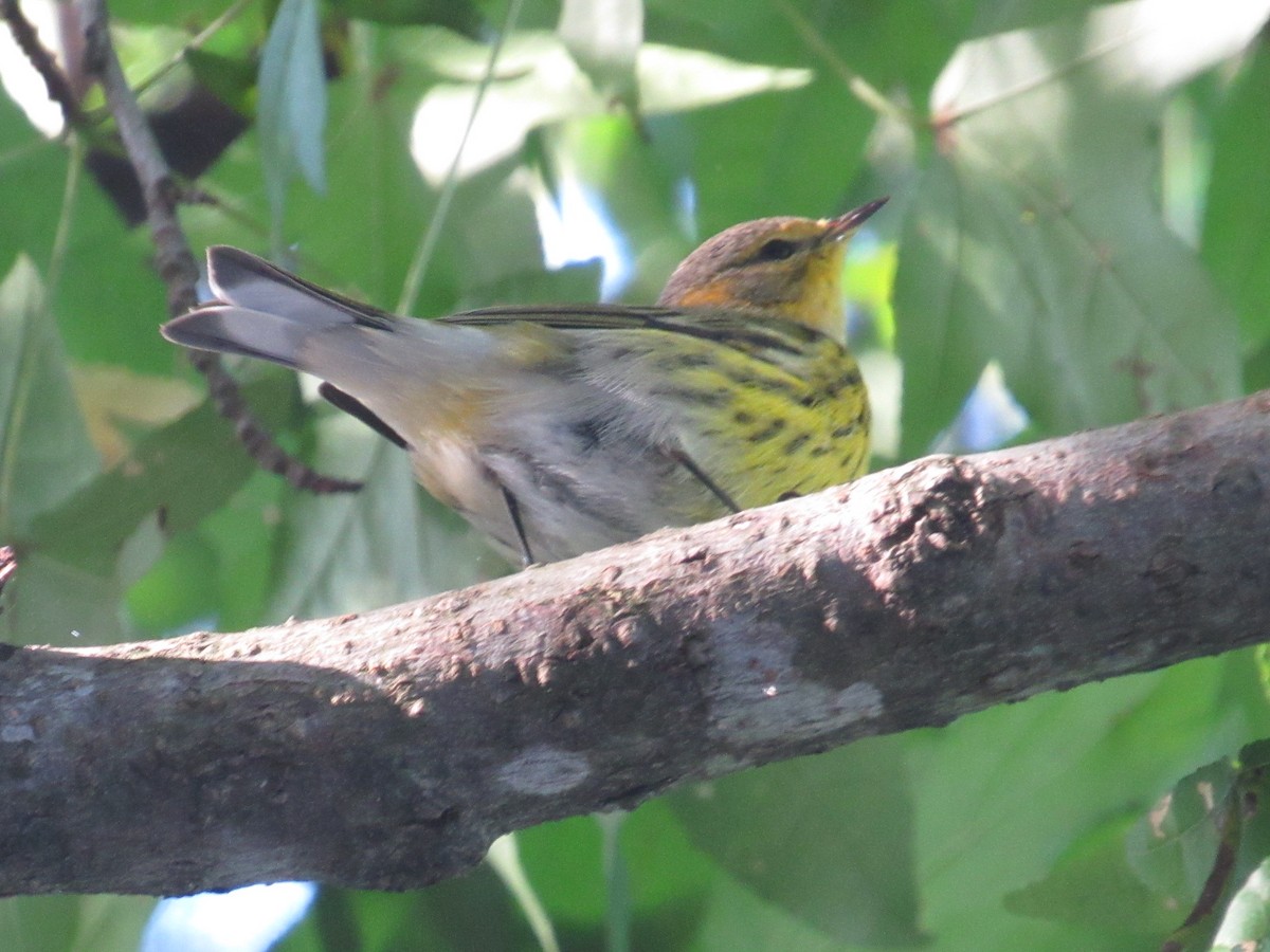 Cape May Warbler - ML609601974