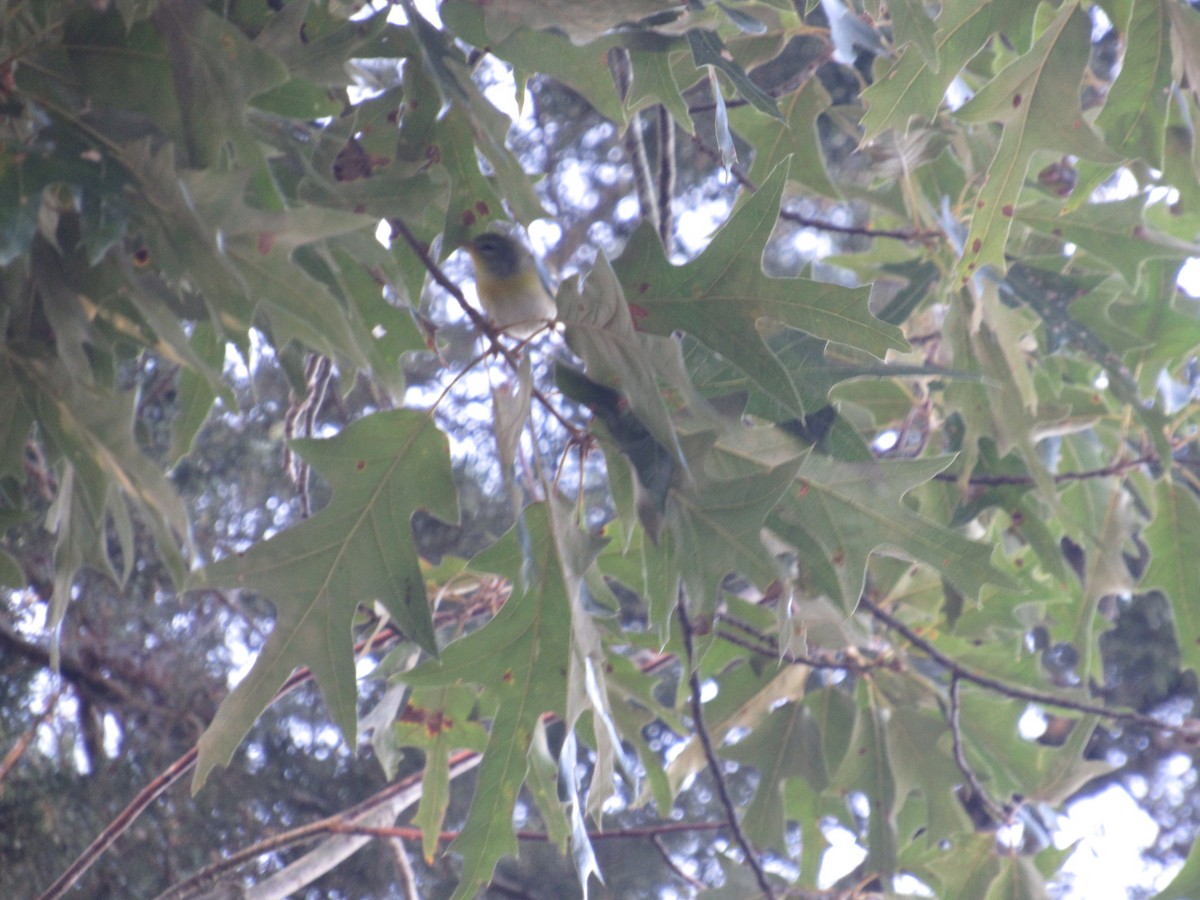 Northern Parula - ML609601987