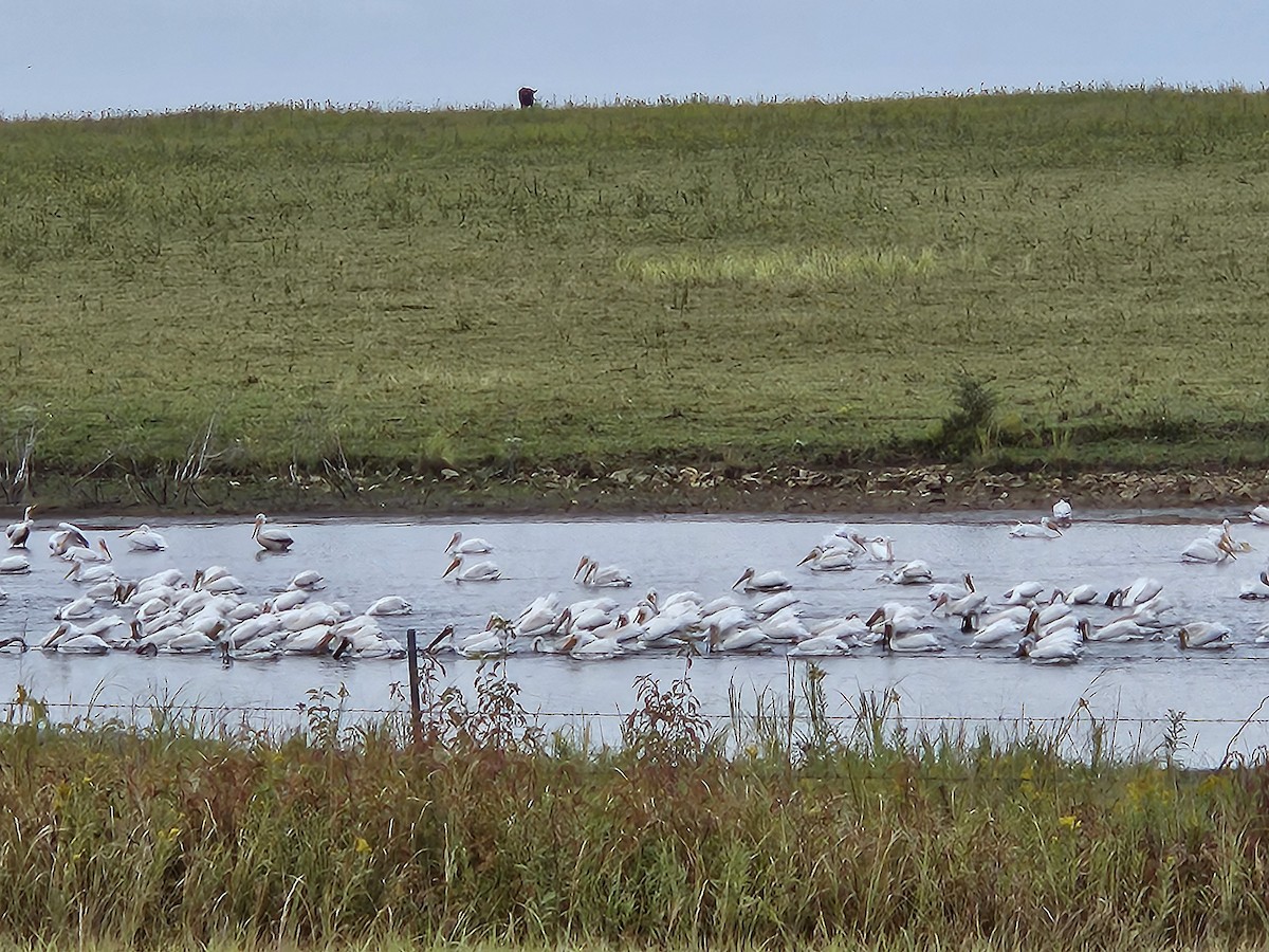 American White Pelican - marie plinsky