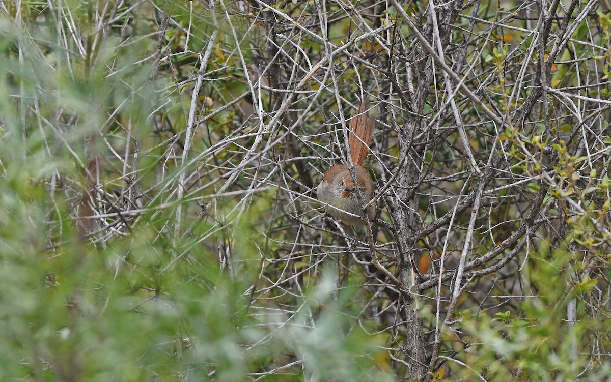 Rusty-fronted Canastero - ML609602044