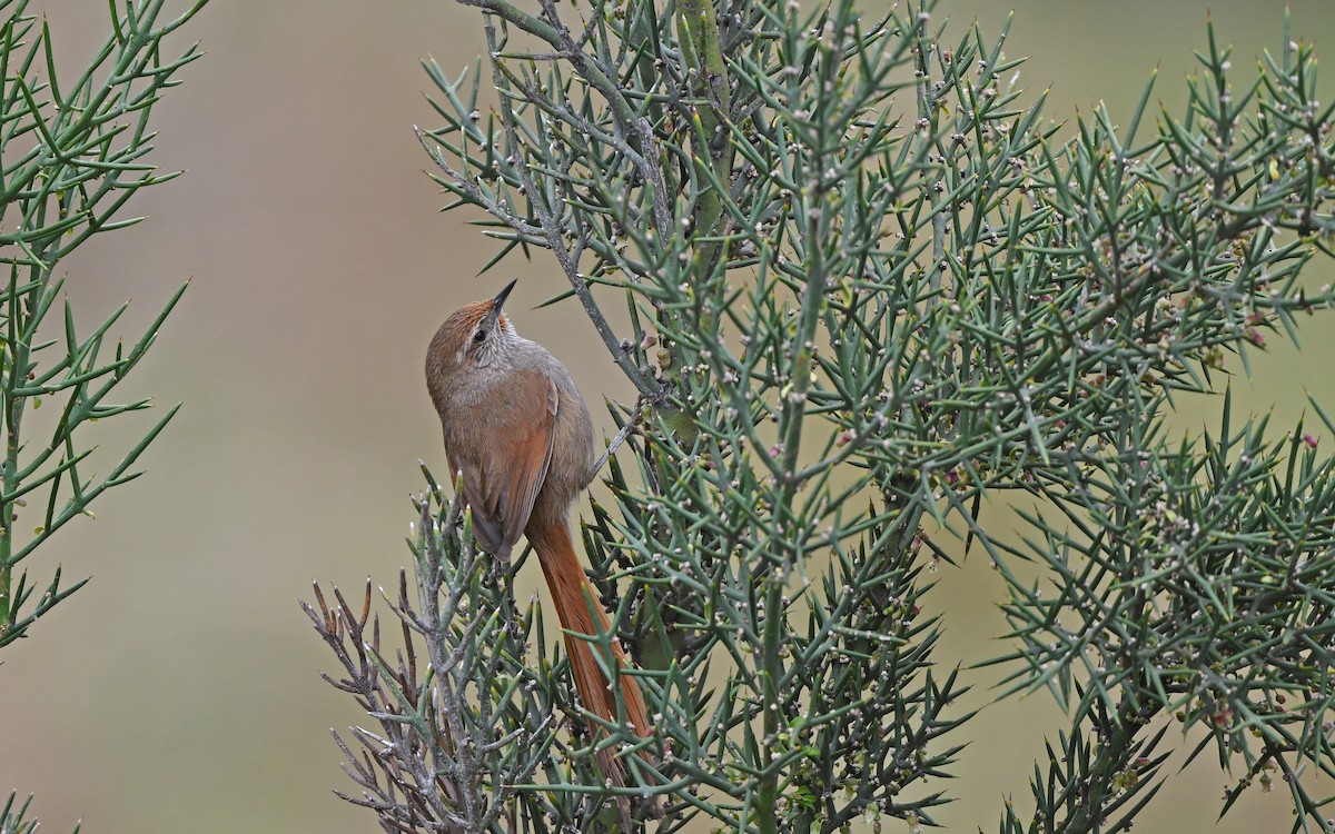 Rusty-fronted Canastero - Christoph Moning