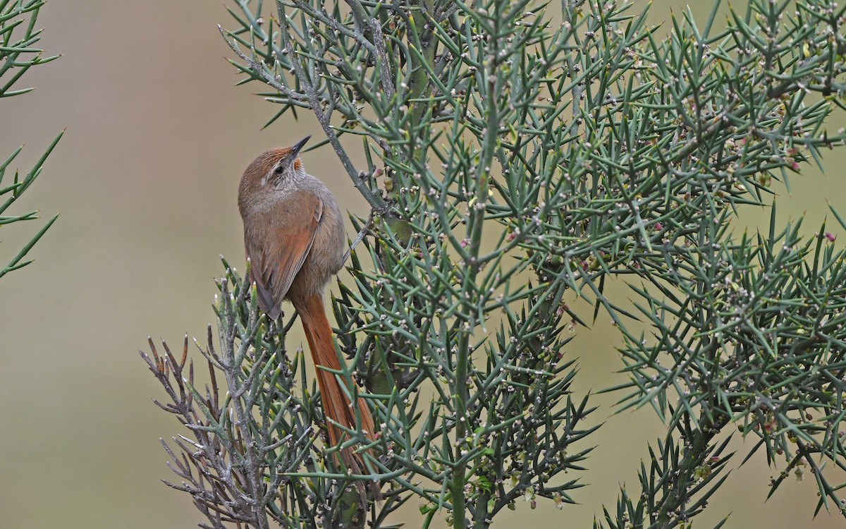 Rusty-fronted Canastero - ML609602050