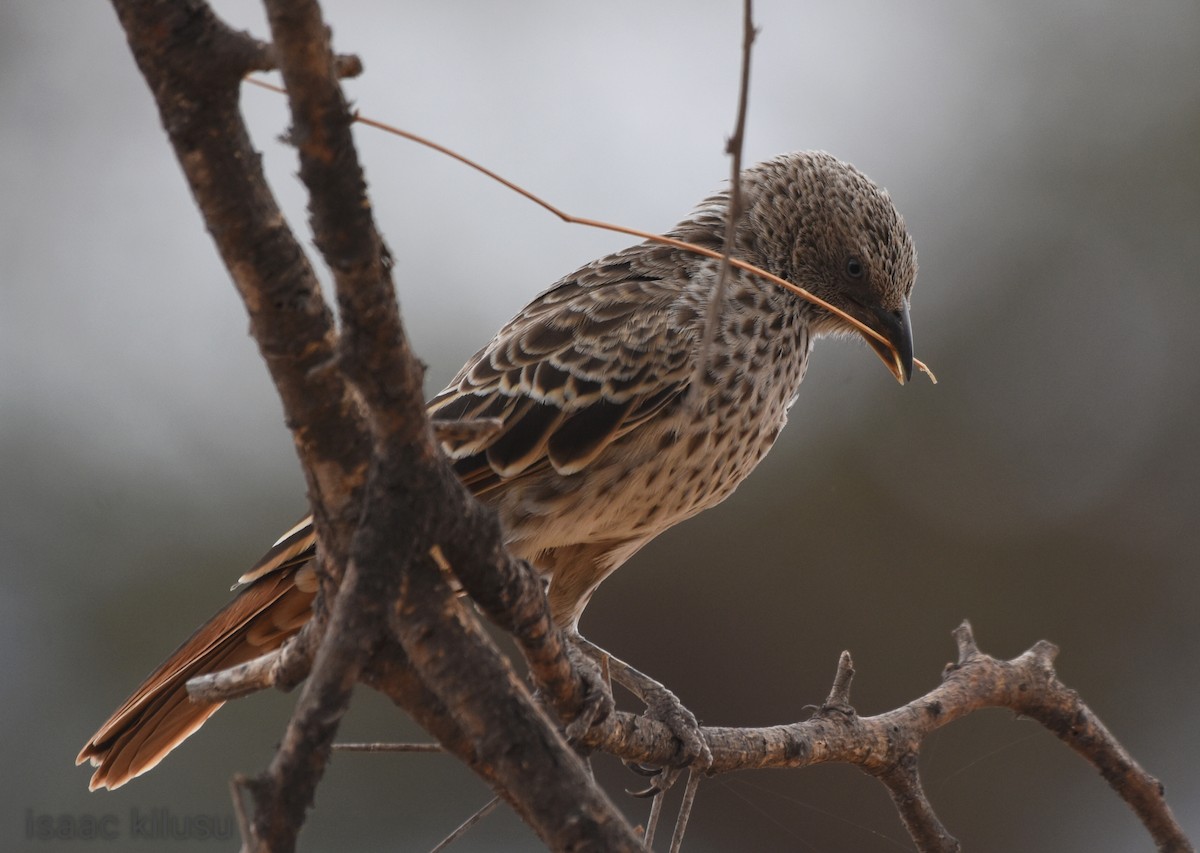 Rufous-tailed Weaver - isaac kilusu