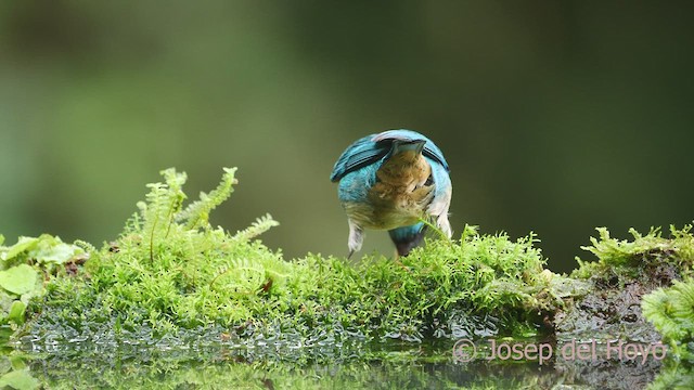 Golden-naped Tanager (Golden-naped) - ML609602095