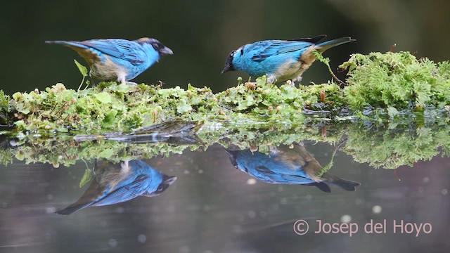 Golden-naped Tanager (Golden-naped) - ML609602151