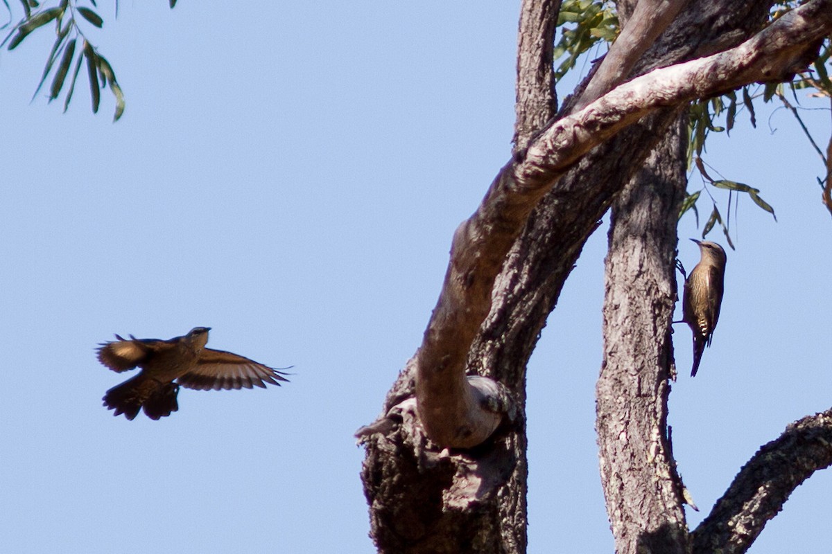 Brown Treecreeper - ML609602229