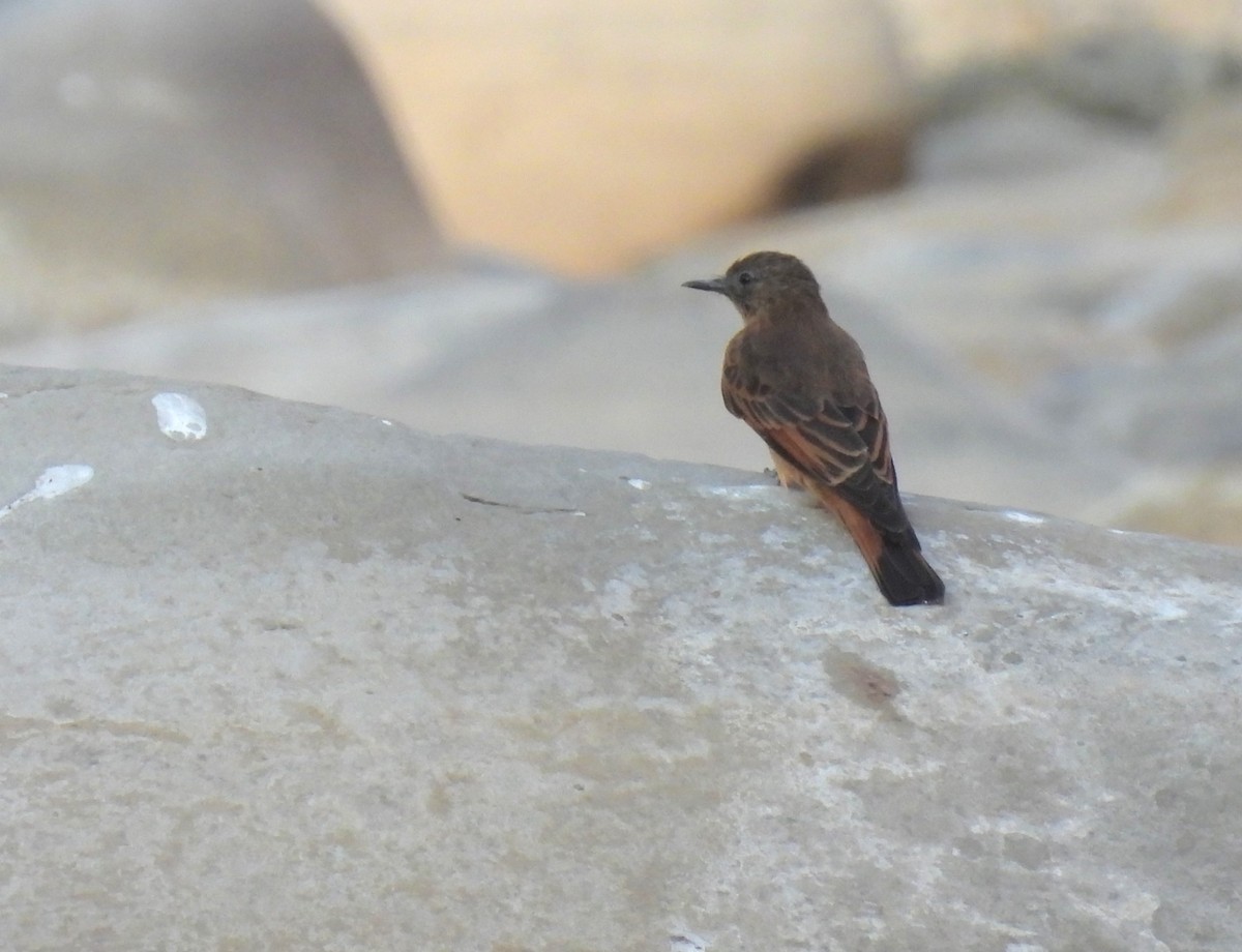 Cliff Flycatcher (Swallow) - ML609602432