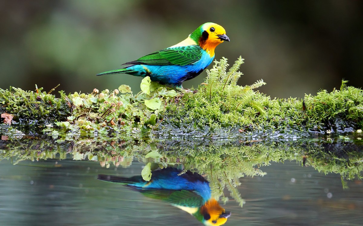 Multicolored Tanager - ML609602451