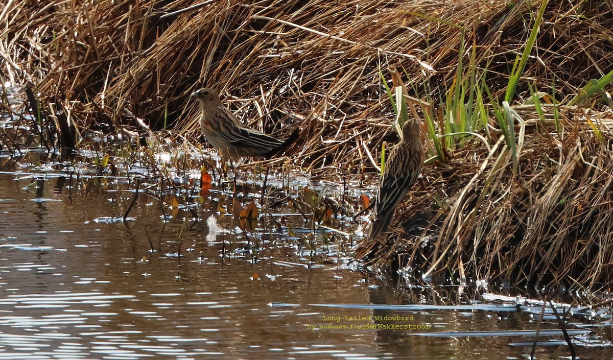 Long-tailed Widowbird - ML609602473