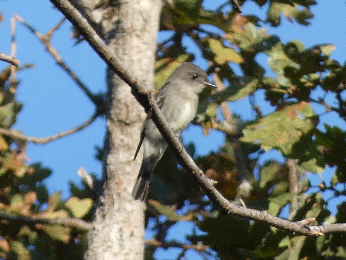 Western Wood-Pewee - ML609602477