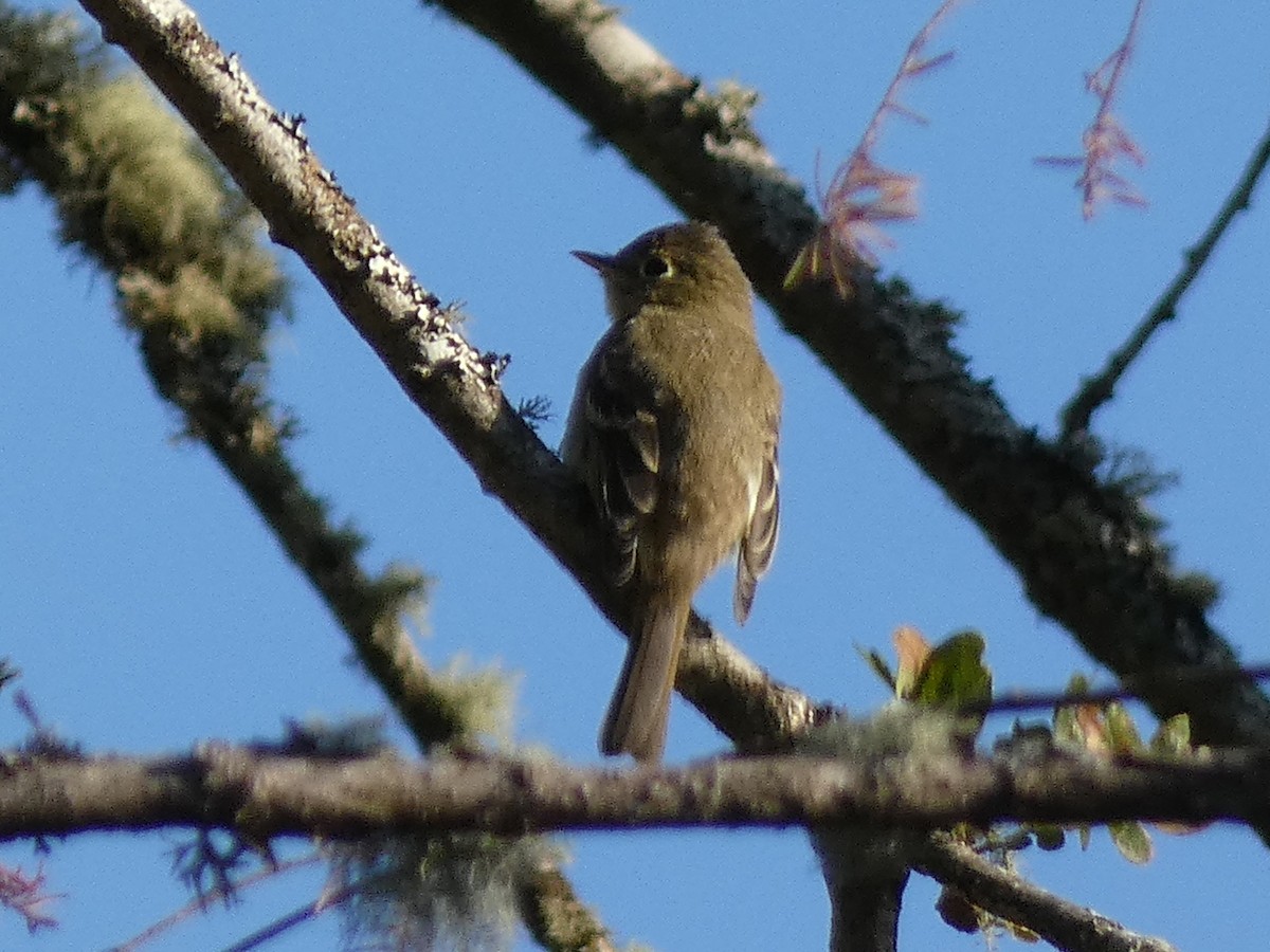 Western Wood-Pewee - ML609602480