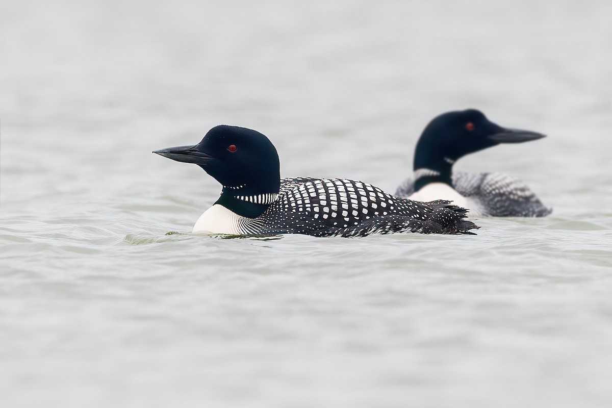 Common Loon - Maciej Kowalski