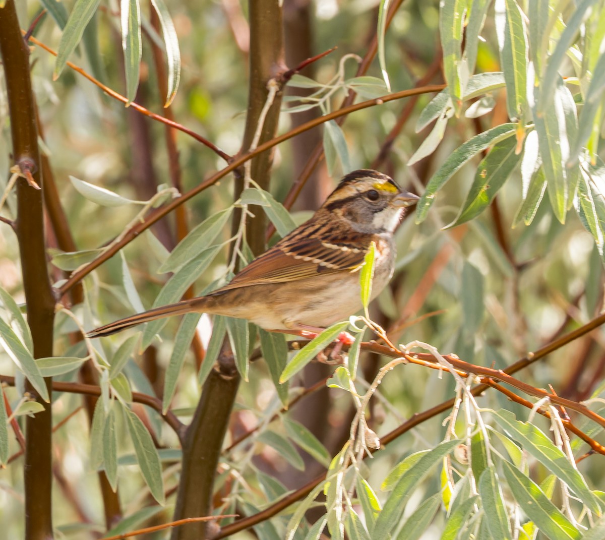 White-throated Sparrow - john bishop