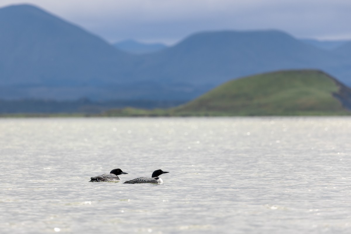 Common Loon - ML609602619