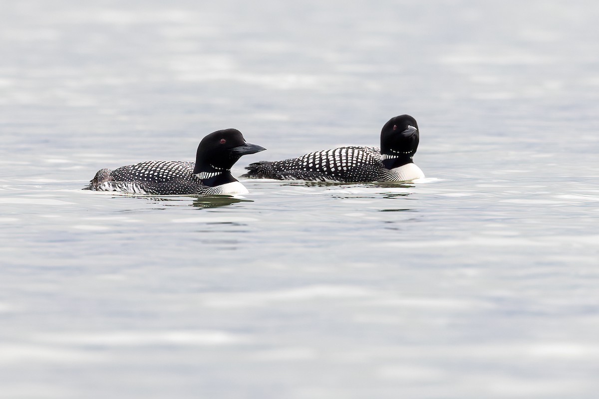 Common Loon - ML609602620