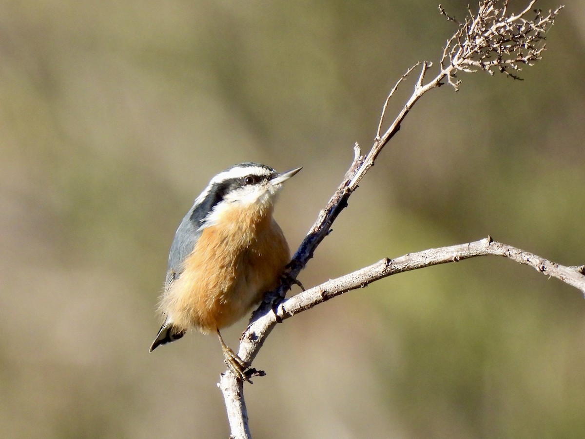 Red-breasted Nuthatch - ML609602666