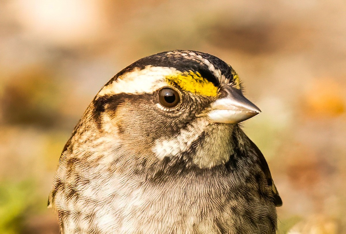 White-throated Sparrow - ML609602690