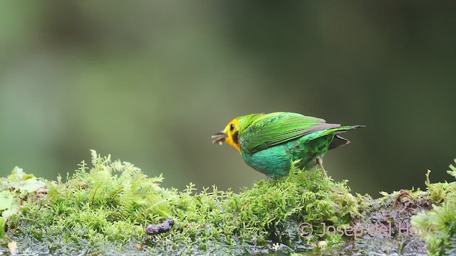 Multicolored Tanager - ML609602716