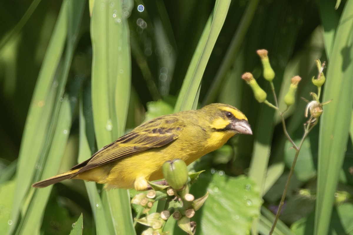 Yellow-fronted Canary - ML609602760